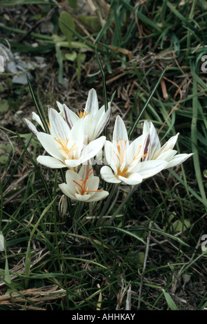 Crocus (Crocus laevigatus juste), de plantes fleuries, de la Grèce, le Creta Banque D'Images