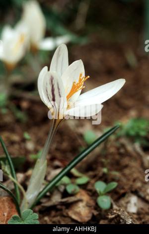 Crocus (Crocus laevigatus juste), plante en fleurs, la Grèce, le Creta Banque D'Images