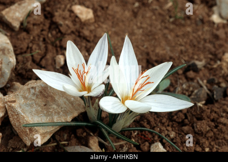 Crocus (Crocus laevigatus juste), de plantes fleuries, de la Grèce, le Creta Banque D'Images