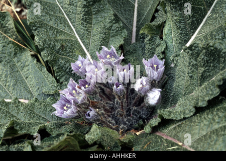 Automne Mandragore (Mandragora autumnalis), plante en fleurs, la Grèce, le Creta Banque D'Images