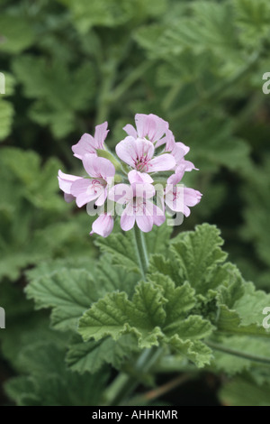 Apple, Apple geranium géranium (Pelargonium odoratissimum parfumés), plante en fleurs Banque D'Images