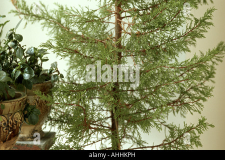 Parfumé au citron cyprès (Cupressus macrocarpa 'Goldcrest', Cupressus macrocarpa Goldcrest), détail Banque D'Images