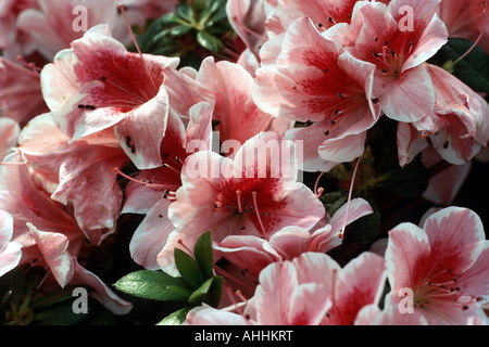 Azalea Azalea, Formosa, Sim's (azalée, Rhododendron simsii 'Alba' Ernst Thiers, Rhododendron simsii Ernst Thiers Alba), blooming Banque D'Images