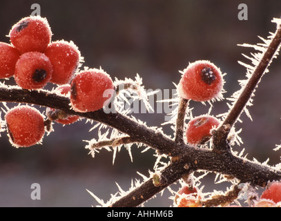 Close up grappe de baies Cotoneaster rouge sur une branche couverte de givre dans le jardin intérieur en pleine croissance Banque D'Images