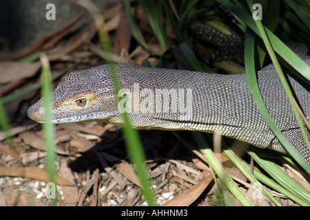 Le Goanna ou varan sur Fraser Island, Australie Banque D'Images