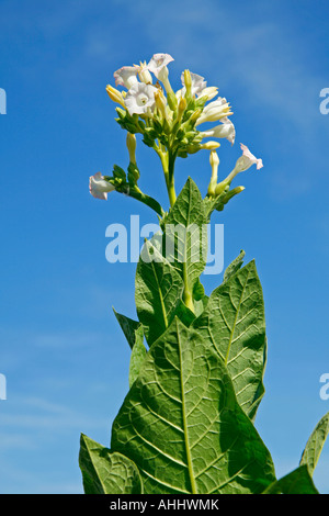 Plante de tabac Banque D'Images