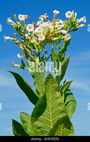 Plante de tabac Banque D'Images