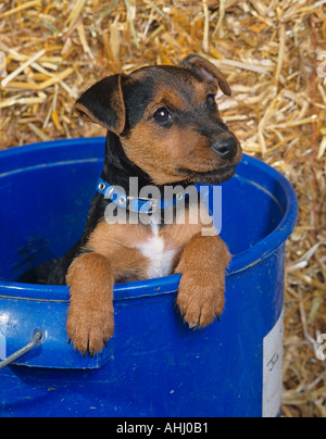 Lakeland Terrier Puppy mâles UK Winter Banque D'Images