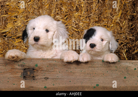 Une portée de Old English Sheepdog chiots dans grange de paille Banque D'Images