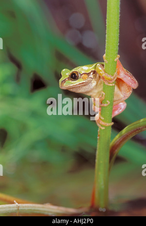 Grenouille arboricole Banque D'Images