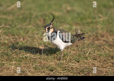 Sociable Vanellus vanellus tirant sur terre ver dans grass meadow Norfolk Banque D'Images