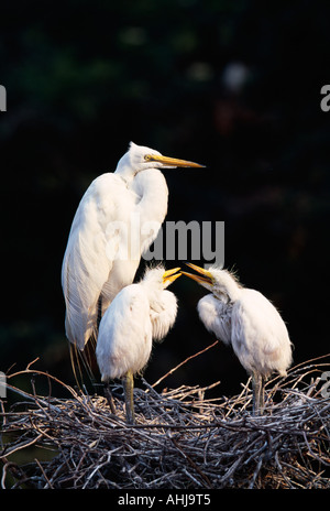 Grande Aigrette dans le nid avec les jeunes Banque D'Images