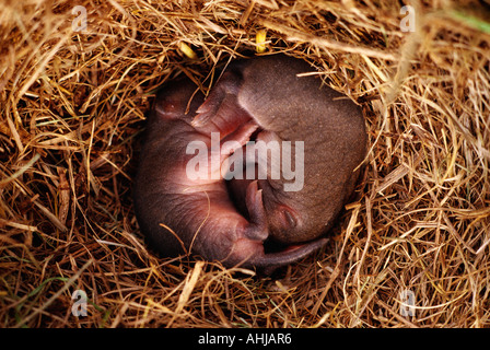 Close up of baby souris des champs dans le nid Banque D'Images