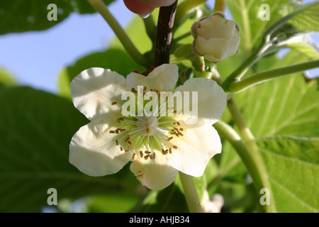 La floraison des plantes Kiwi Fruit symbole de la Nouvelle Zélande Banque D'Images