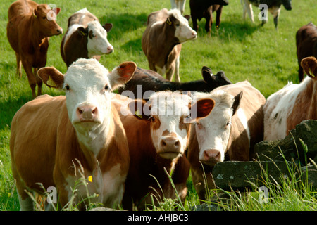 Dans le champ des vaches curieuses Banque D'Images