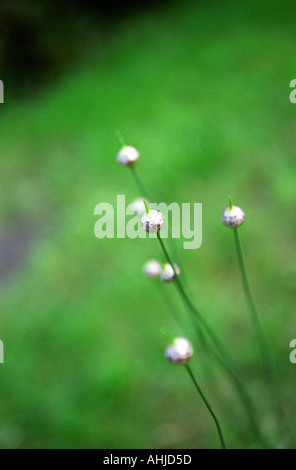 Plante d'Allium avec un bourgeon de fleur sphérique argenté près du sommet d'une tige mince, verte, herbacée. D'autres autour de lui et d'un fond vert. ROYAUME-UNI. Banque D'Images