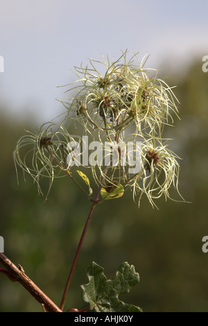 La joie du voyageur (Old Man's Beard) Clematis vitalba close-up de têtes de graine Banque D'Images