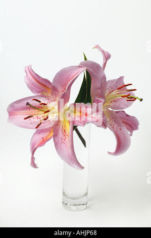 Deux lis Stargazer Lilium Star Gazer en vase en verre Banque D'Images