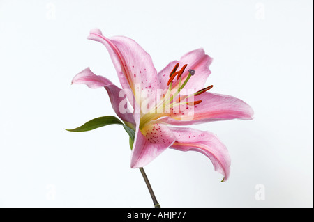 Seul lily Lilium stargazer Gazer Étoiles Banque D'Images