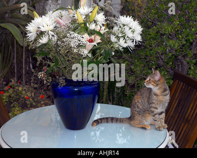 Fleurs dans un vase Bleu de quatre mois, le chrysanthème Lys chaton Banque D'Images