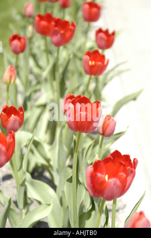 Tulipes rouges pendant le Festival des tulipes en Hollande, Michigan USA Banque D'Images