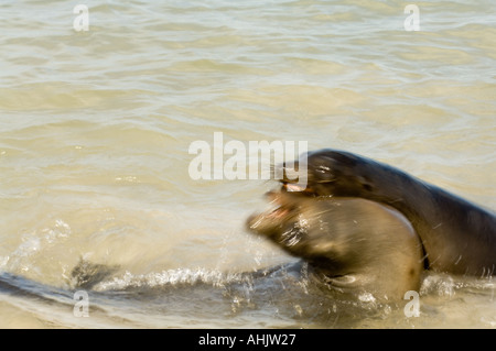 Galapagos pour mineurs (Zalophus californianus wollebacki) jouer les combats dans les eaux peu profondes de la Baie de Barrington, Santa Fe Banque D'Images