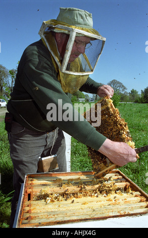 La collecte de l'apiculteur de ruche d'abeilles Banque D'Images