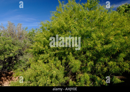 Le miel Mesquite Prosopis glandulosa photographié en Arizona USA Banque D'Images