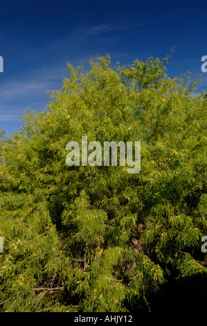 Le miel Mesquite Prosopis glandulosa photographié en Arizona USA Banque D'Images