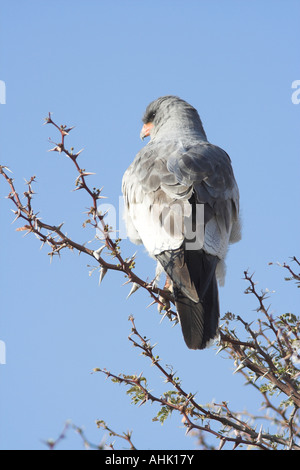 Autour des palombes Psalmodiant pâle perché sur un arbre en Afrique du Sud Banque D'Images