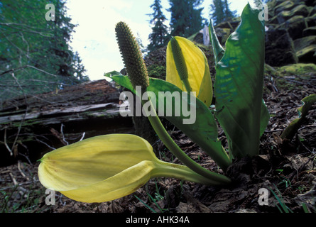 Skunk chou et fleur Lysichiton americanum Mount Rainier National Park New York USA Banque D'Images