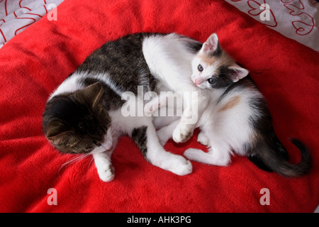 Tabby & blanc mère chat dans le lit avec son chaton Banque D'Images