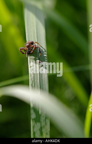 Araignée crabe (xysticus cristatus) défendant son catch contre mouche parasite Banque D'Images