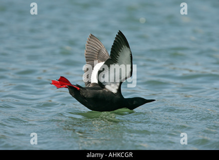 Le guillemot à miroir (Cepphus grylle) Ecosse Banque D'Images