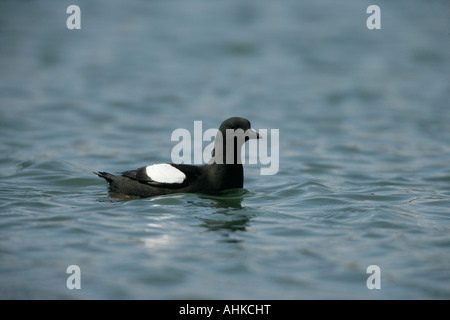 Le guillemot à miroir (Cepphus grylle) Ecosse Banque D'Images