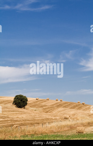 Domaine rural au cours de la récolte à Crato, Sud du Portugal. Paysage méditerranéen. Le district de Portalegre, Alto Alentejo Province. Banque D'Images