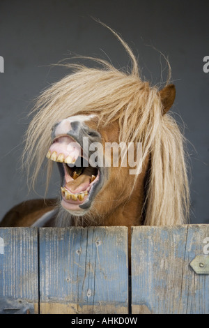 Poney Shetland . Portrait d'adulte, semble à rire Banque D'Images