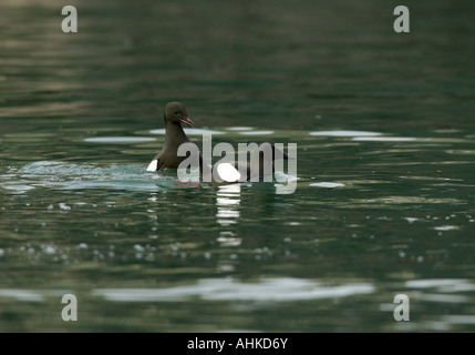 Le guillemot à miroir (Cepphus grylle) Ecosse Banque D'Images