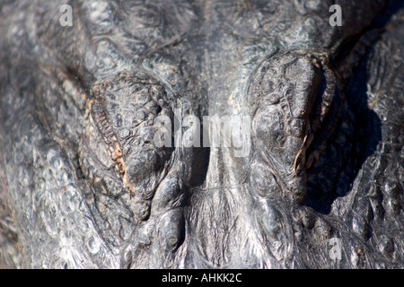 Paupières Détail Alligator Détail le Zoo d'Adélaïde en Australie Banque D'Images