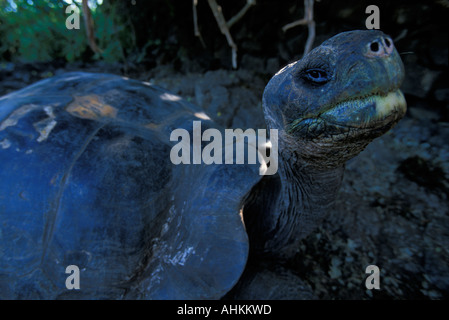 L'Équateur Îles Galapagos Galapagos Tortue Geochelone elephantopus reposant à l'ombre sur l'île Santa Cruz Banque D'Images