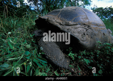 L'Équateur Îles Galapagos Galapagos Tortue Geochelone elephantopus alimentation dans des hautes herbes sur l'île Santa Cruz Banque D'Images