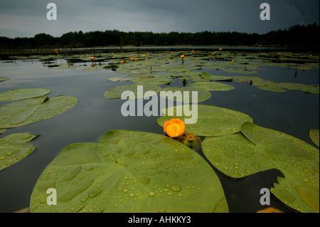 Les nénuphars jaunes, Nuphar lutea, dans le lac Vansjø en Østfold, Norvège. Vansjø est une partie de l'eau appelé système Morsavassdraget. Banque D'Images