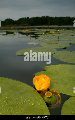 Les nénuphars jaunes, Nuphar lutea, dans le lac Vansjø en Østfold, Norvège. Vansjø est une partie de l'eau appelé système Morsavassdraget. Banque D'Images