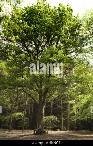 Un homme âgé assis sur son fauteuil dans le cadre de grand arbre Banque D'Images