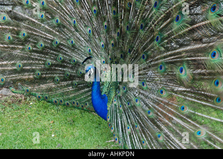 Propagation Peacock feathers Banque D'Images