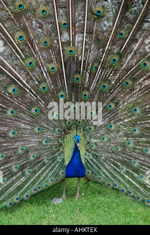 Propagation Peacock feathers Banque D'Images