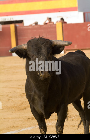 Toro Bravo, brave et Bull. Spécialement les jeunes taureaux de race, Toros Bravos, dans l'anneau à Malaga, Andalousie, Espagne Banque D'Images