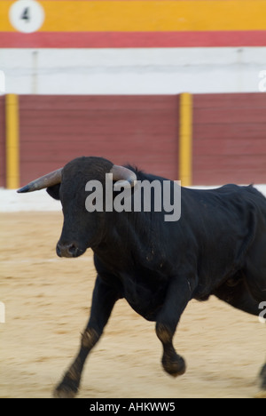 Toro Bravo, brave et Bull. Spécialement les jeunes taureaux de race, Toros Bravos, dans l'anneau à Malaga, Andalousie, Espagne Banque D'Images