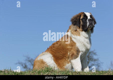 Chien saint Bernard - sitting on meadow Banque D'Images