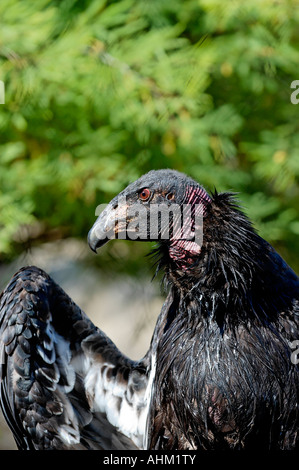 Condor de Californie Gymnogyps californianus San Diego Wild Animal Park, California USA Escondido Banque D'Images